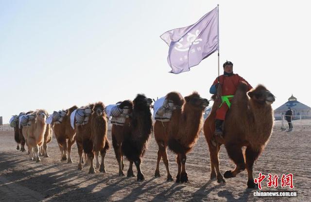 图为开幕式上，牧民带领驼队驶过主席台前。中新社记者 陈峰 摄
