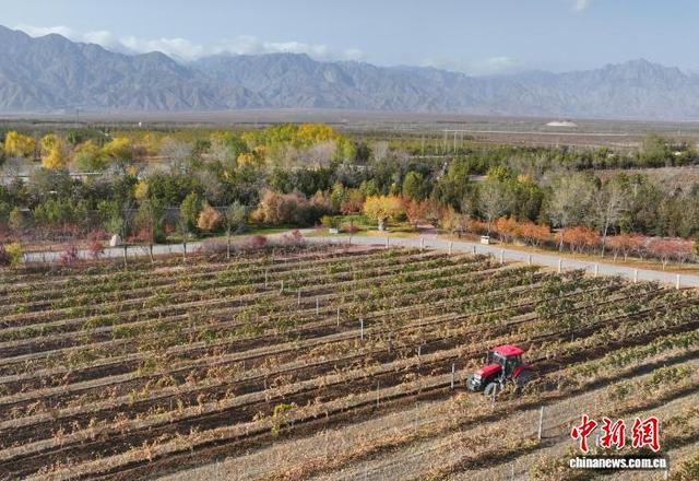 11月8日,在位于宁夏银川市贺兰山东麓的志辉源石酒庄,工作人员进行埋藤作业。(无人机照片)中新社记者 于晶 摄