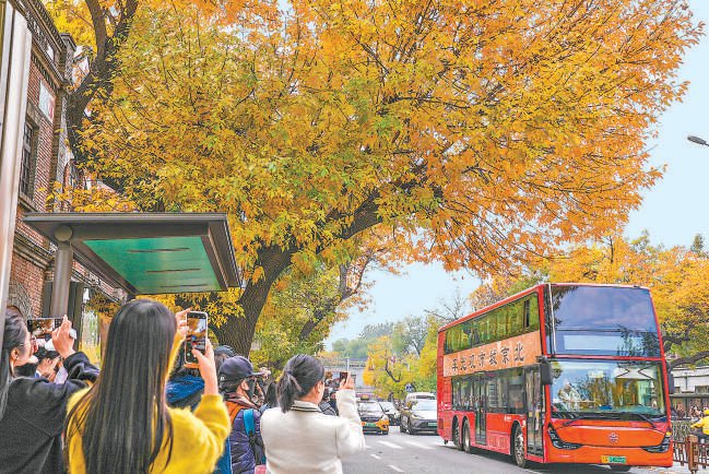 　　深秋的北京五四大街上，路旁的白蜡黄叶挂满枝头，引得市民游客驻足赏秋。本报记者 武亦彬摄