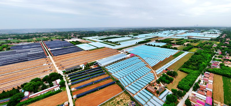 正宁县现代农业示范园。赵彩霞/摄