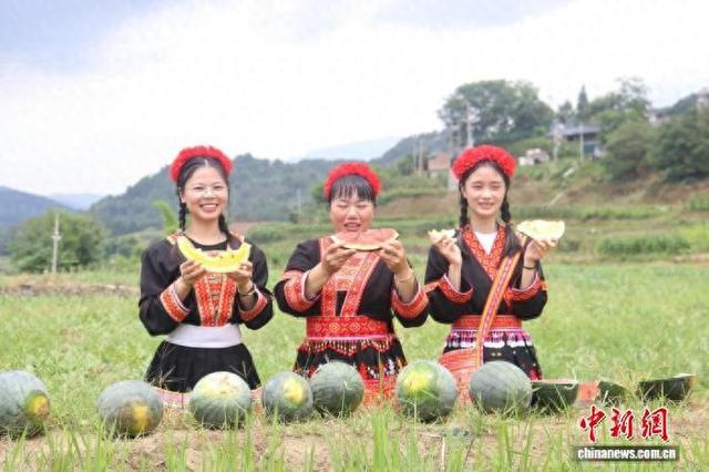 图为七星村西瓜迎丰收。 香坪镇人民政府 供图