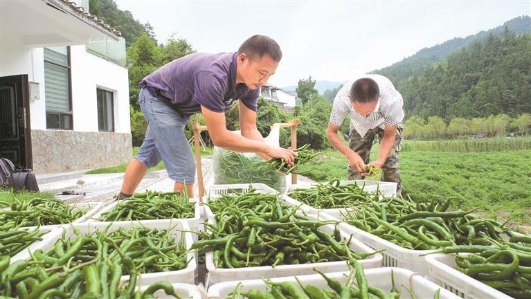 尹熊飞在农户家收辣椒。 黎福慧 摄