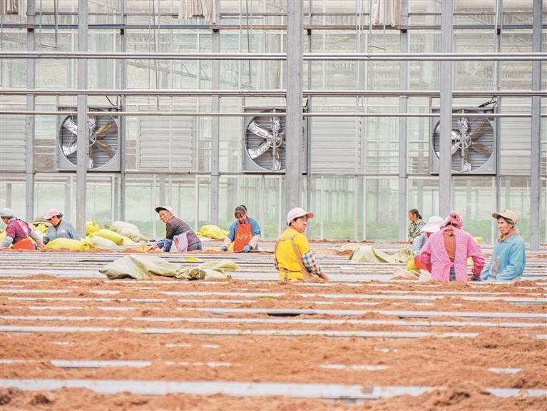 贵阳银行支持毕节市威宁自治县中垦薯业有限公司培育马铃薯原原种。 余军 摄