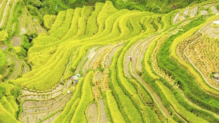 黔东南从江县东朗镇孔明梯田。 （省农业农村厅供图）