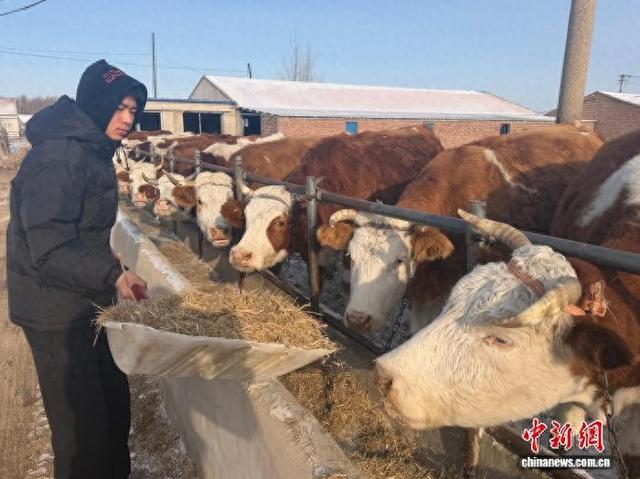 莫日根巴特尔的儿子用羊草喂牛。梅灵 摄