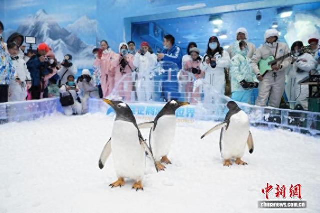 企鹅萌动巡游。广州正佳企鹅冰雪世界 供图