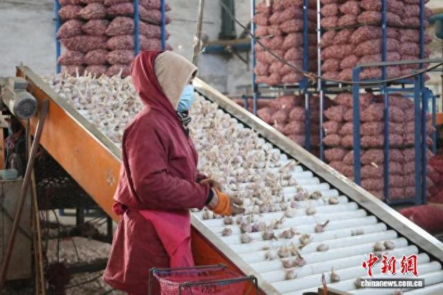 工人在崔口村冷库厂房内分拣蒜头。周艺伟 摄