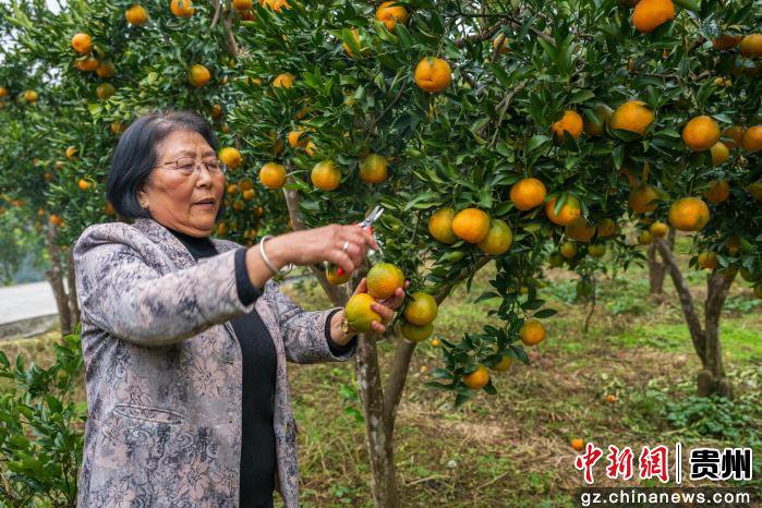 图为柑橘成熟引游人采摘。唐哲摄