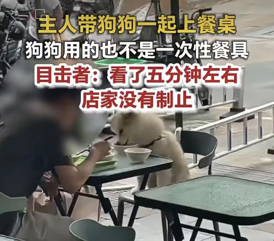 ▲餐厅顾客带狗上桌吃饭。图/荔枝新闻