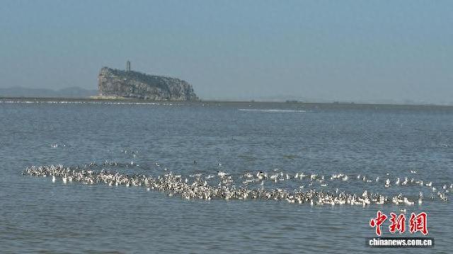 11月25日，在江西九江市湖口县鞋山水域，成群结队的候鸟在此栖息、觅食。 徐会刚 摄