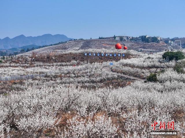 图为2月21日，贵州省毕节市纳雍县厍东关乡万亩樱桃花盛开。李华 摄