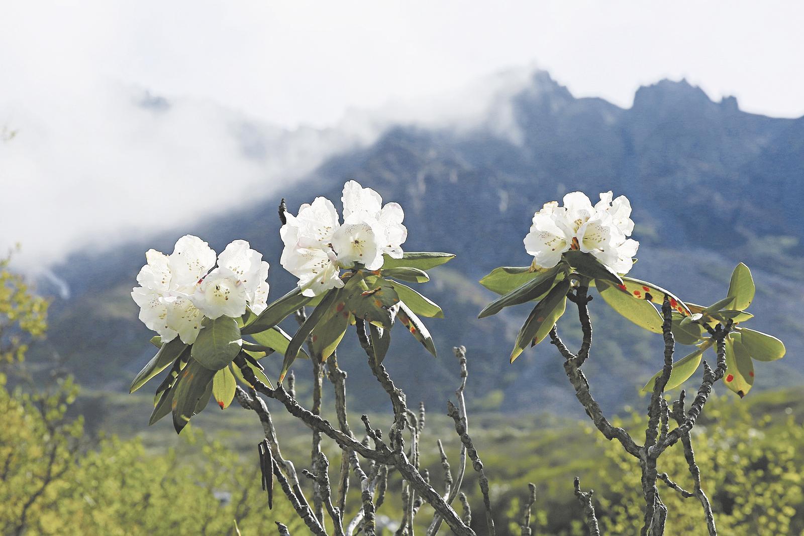 陇蜀杜鹃。 祁凯章 摄