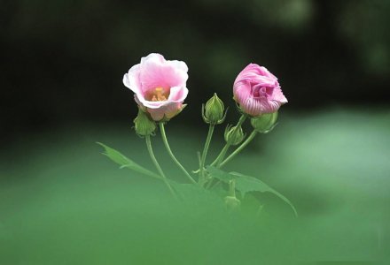 芙蓉花开。雷远东 摄