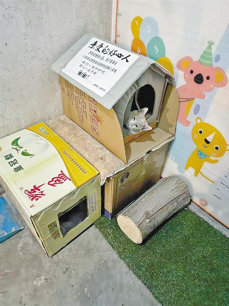 流浪猫在聚星苑小区地下室楼道的暖心窝。