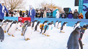 　　市民游客观看企鹅巡游。本报记者 赵亮摄