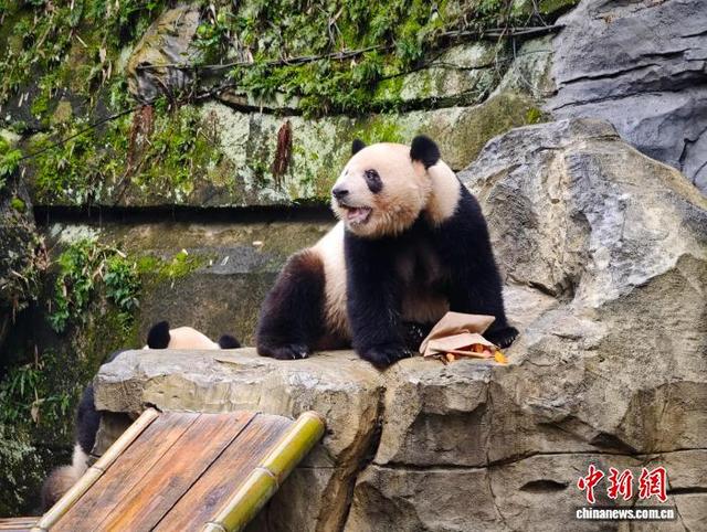 10月29日,重庆动物园大熊猫在场地内玩耍。张秀峰 摄