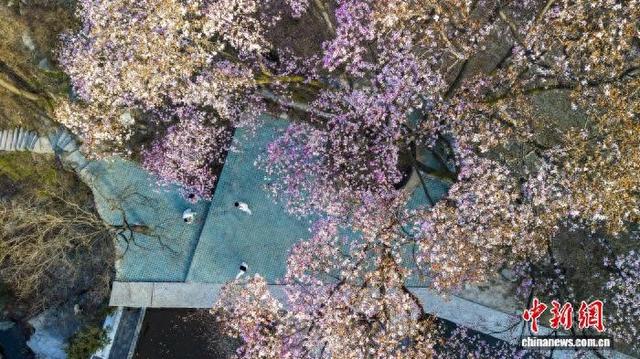 2月20日，河南省平顶山市鲁山县团城乡辛夷花进入最佳观赏期。图为游客在踏青赏花。（无人机照片）马进伟 摄