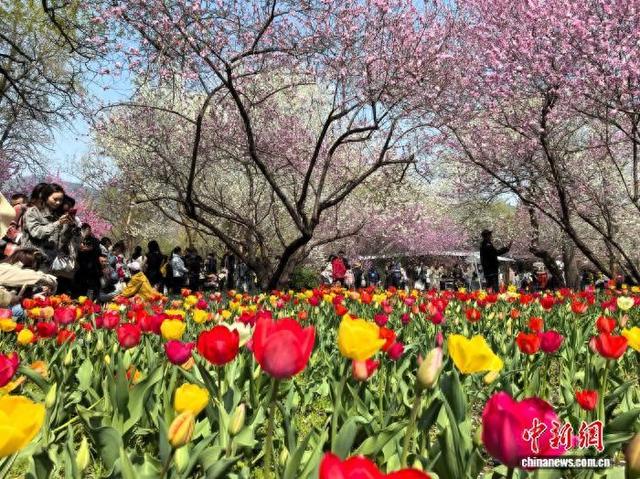 4月4日，清明假期首日，市民在位于北京的国家植物园踏青赏景，乐享假日美好时光。 中新社记者 赵隽 摄