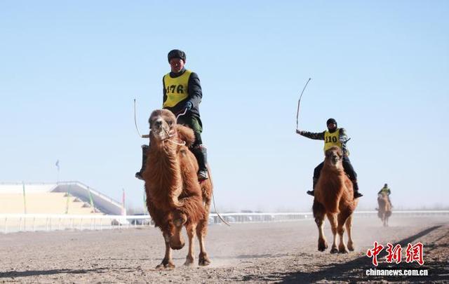 图为选手们挥鞭驭驼，奋力向前。中新社记者 陈峰 摄
