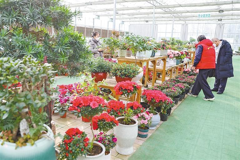 市民选购年宵花。本报通讯员 李岩 本报记者 王娜 摄