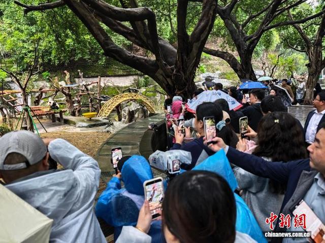10月29日,2025年世界城市日中国主场活动嘉宾走进重庆动物园参观大熊猫。张秀峰 摄