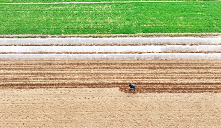 在山东省临沂市郯城县郯城街道，农民在田间劳作。新华社发（张春雷摄）