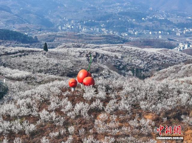 图为2月21日，贵州省毕节市纳雍县厍东关乡万亩樱桃花盛开。李华 摄