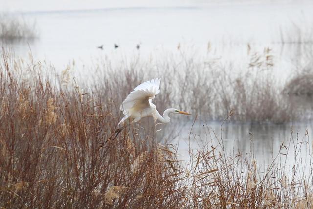 11月22日，在河西走廊东端的甘肃民勤石羊河国家湿地公园，大白鹭在红崖山水库飞翔。新华社记者 张智敏 摄