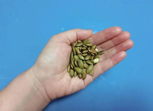 △ 1小把南瓜子约10克