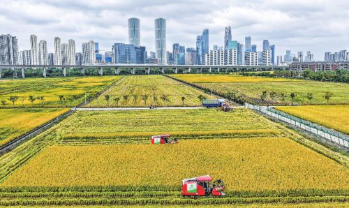 金黄的稻田、飞驰而过的高铁列车和远处的城市天际线构成了浙江省杭州市萧山区世纪田园粮食功能区独特的城市田园画卷。新华社