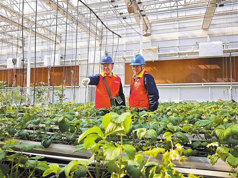 国网三河市供电公司工作人员查看滴灌设备运行情况。 本报记者 王洋洋 本报通讯员 王占武 摄