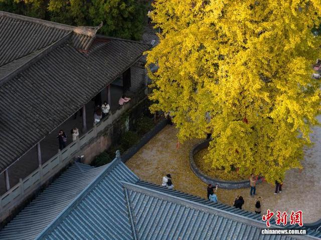 11月25日，游客在重庆天心寺观赏古银杏树。中新社记者 何蓬磊 摄