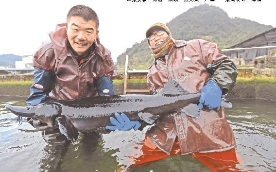 黔南州荔波县珠江源养殖基地养殖的鲟鱼。（贵州省渔业协会供图）