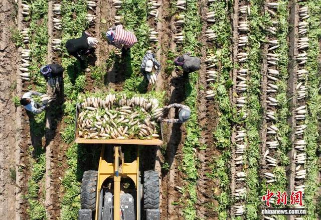 10月3日，工作人员在宁夏银川市金凤区良田镇“汉白玉”萝卜种植基地采收萝卜。(无人机照片)中新社记者 于晶 摄