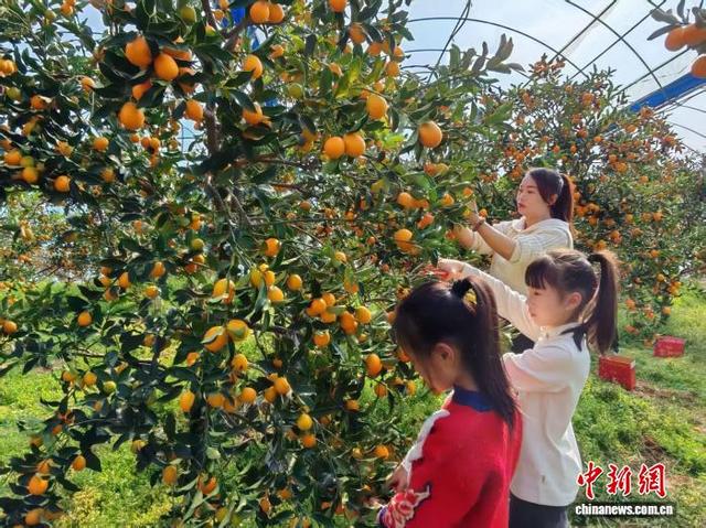 图为游客在大棚内采摘金柑。雷朝良摄