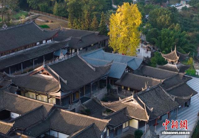 11月25日，航拍重庆天心寺的古银杏树。中新社记者 何蓬磊 摄