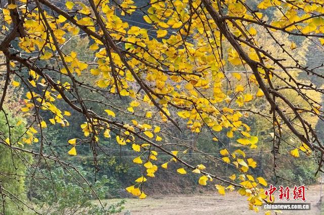 图为钱冲古银杏生态旅游区。陈罡 摄