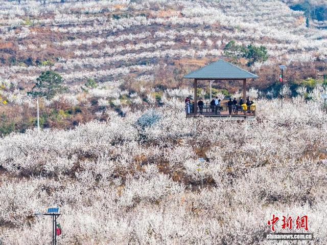 图为2月21日，游客在贵州省毕节市纳雍县厍东关乡观景台赏花。王洋 摄