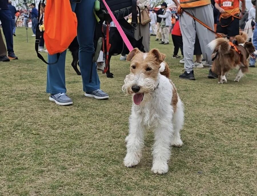 宠物犬豆浆。 吴越摄