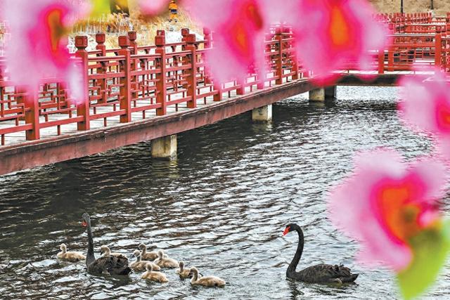 春江水暖圆明园曲院风荷，冰面消融，两只黑天鹅带着8只小天鹅在湖面游动。 徐小红 摄