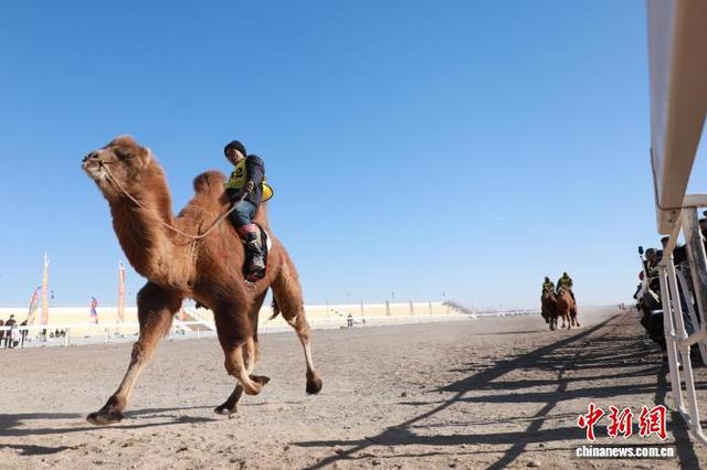 图为选手娴熟驾驭骆驼在赛场上疾驰。中新社记者 陈峰 摄