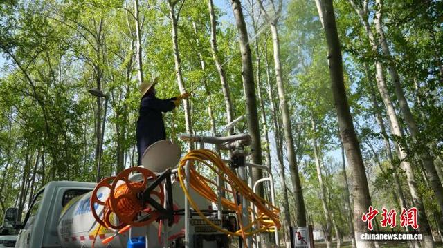 4月11日，工作人员治理飞絮。北京市园林绿化局供图