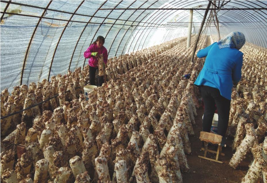 凌源市刀尔登镇柏杖子村香菇冷棚里，村民正在采摘香菇。 凌源市农业农村局供图