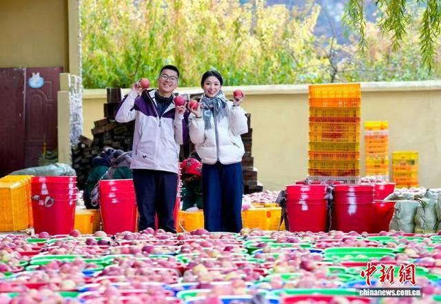 11月20日，四川省茂县南新镇安乡村，王光强夫妻直播带货展示优质的糖心苹果，助力农民苹果销售增收。 记者 安源 摄