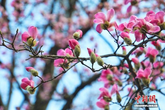2月20日，河南省平顶山市鲁山县团城乡辛夷花进入最佳观赏期。图为辛夷花缀满枝头。马进伟 摄