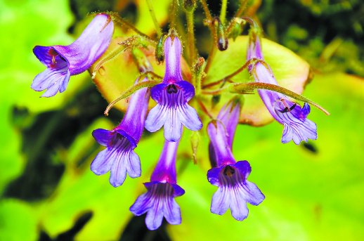     阳明山报春苣苔。      刘坤 摄