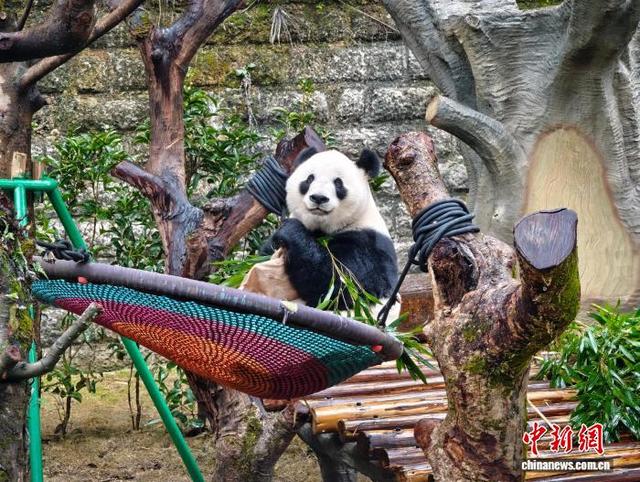 10月29日,重庆动物园大熊猫在场地内玩耍。张秀峰 摄