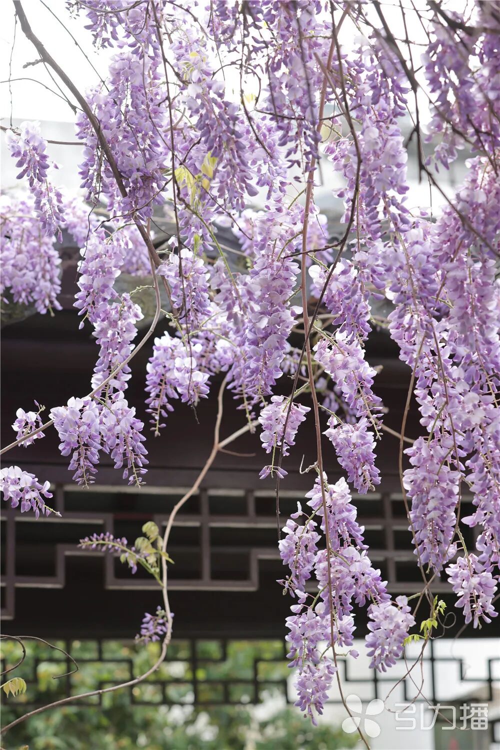 苏报融媒记者 徐志强/摄