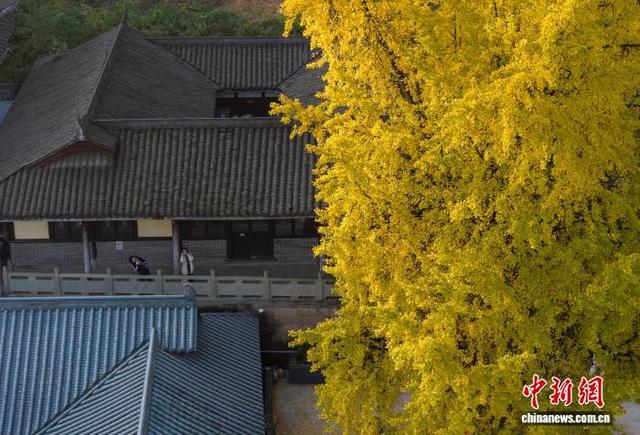 11月25日，游客在重庆天心寺观赏古银杏树。中新社记者 何蓬磊 摄