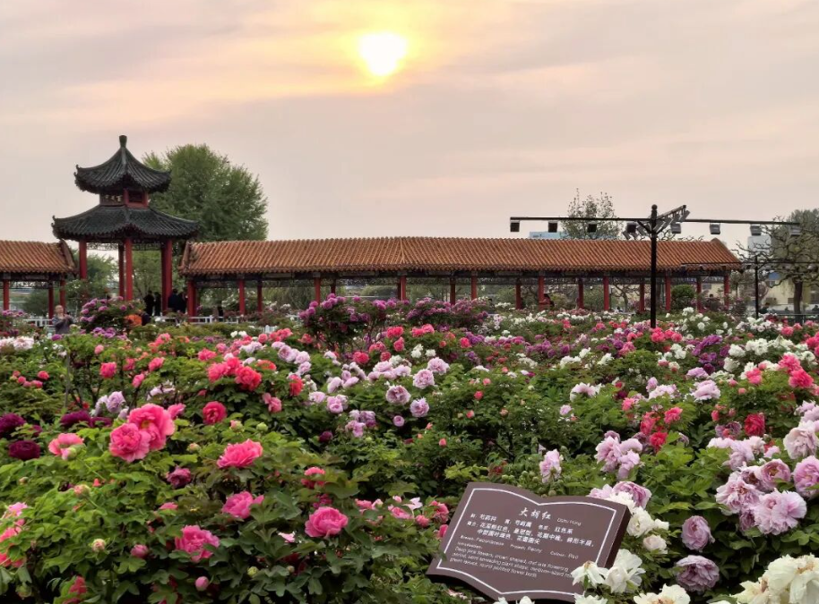 菏泽百花园，中国传统牡丹品种大胡红牡丹盛放。图源：菏泽市委宣传部